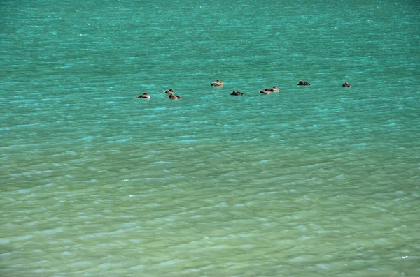 Niektóre Kaczki Pływające Wodach Jeziora Dobbiaco Pozwoliły Się Uspokoić Małym — Zdjęcie stockowe