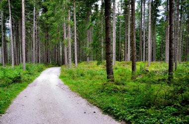 Alt Prag ormanlarında toprak yol daha sonra kaynak sularına giden küçük bir yola dönüşür.