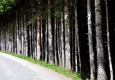 Yol boyunca uzanan ağaçlardan oluşan bir duvar çalılıklara gitmeyi neredeyse imkansız kılıyor.