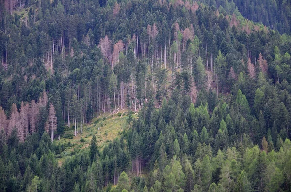 Зазвичай Влітку Ліси Зелені Показує Кілька Дерев Хворих Бактерію Яка — стокове фото