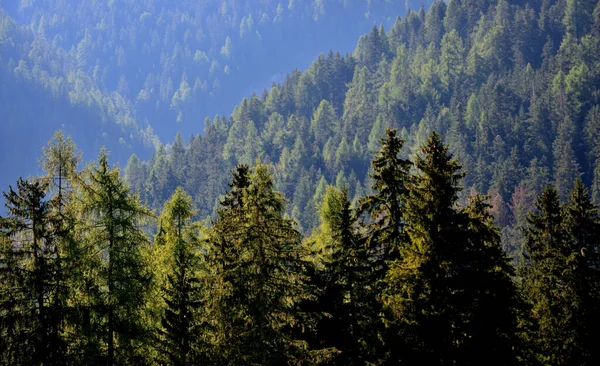 Bosques Grandes Vale Braies Plantas Numerosas Com Vários Tons Cor — Fotografia de Stock