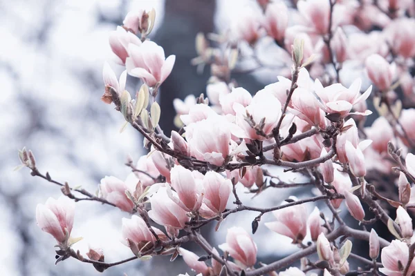 Hermosas flores magnolia — Foto de Stock