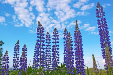 vahşi lupines