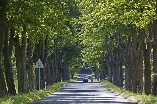 Tree lined road — Stock Photo, Image