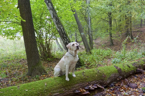 Labrador in het forest — Stockfoto