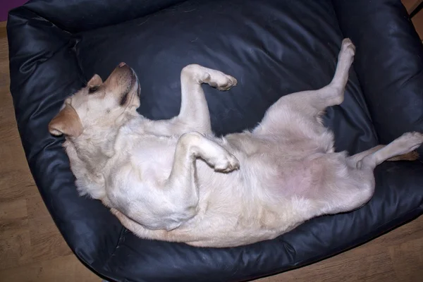 Heller Labrador schläft — Stockfoto