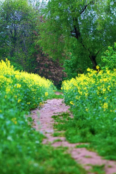 Yellow colza field — Stock Photo, Image