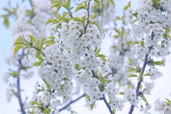 Beautiful pastel apple blossom — Stock Photo, Image