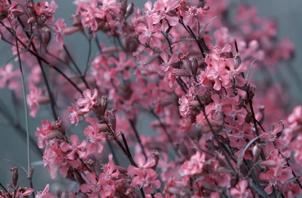 Schöne rosa Blüten — Stockfoto