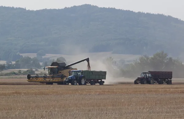 Kombajn zbożowy na polu pszenicy — Zdjęcie stockowe