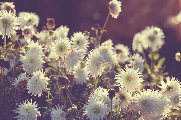 Flores blancas de otoño en el jardín — Foto de Stock