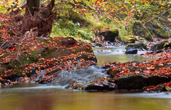 Autumn stream in the forest in sunny day — Stok Foto