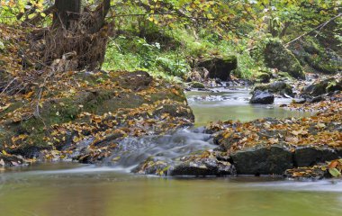 güneşli bir gün ormanda sonbahar stream