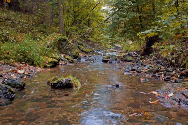 güneşli bir gün ormanda sonbahar stream
