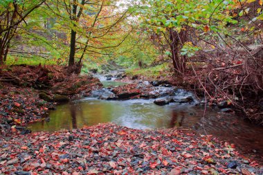 güneşli bir gün ormanda sonbahar stream