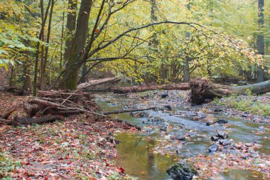 güneşli bir gün ormanda sonbahar stream