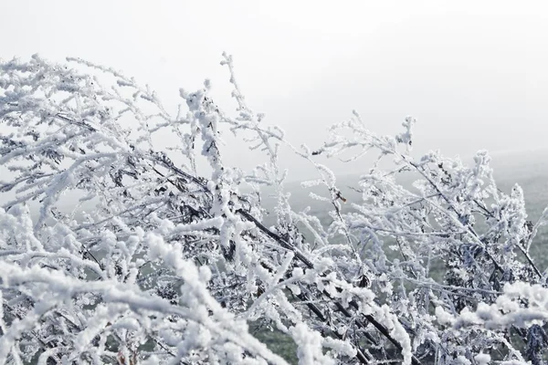 上一棵树在冬天的霜的特写镜头 — 图库照片