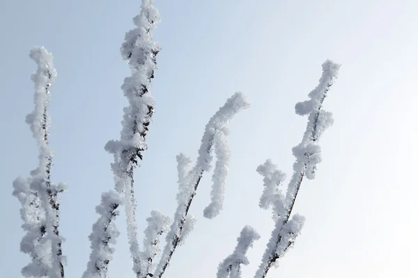 El primer plano de las heladas en el árbol en invierno —  Fotos de Stock