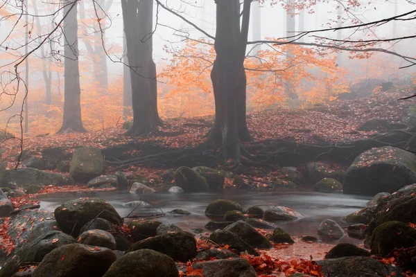 Autumn stream in het woud in mistige dag — Stockfoto