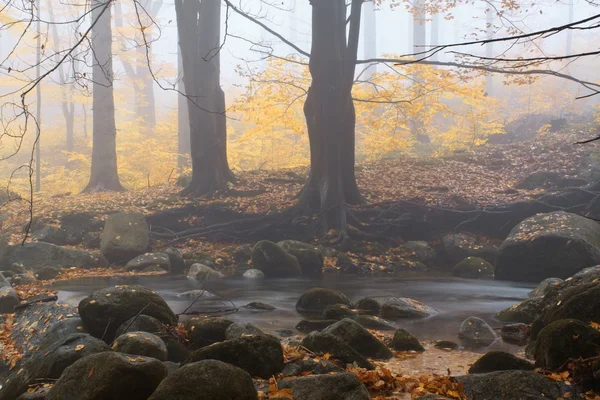 Flusso autunnale nella foresta nel giorno nebbioso — Foto Stock