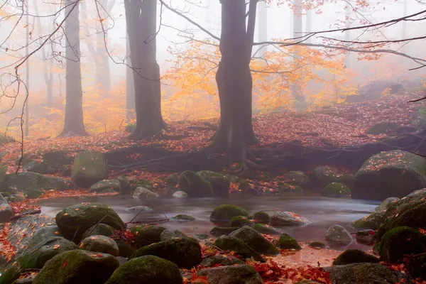 Sisli gün ormanında sonbahar akışı — Stok fotoğraf
