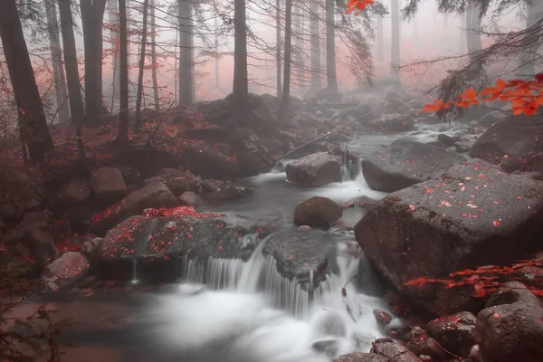 Herbstbach im Wald bei nebligem Tag — Stockfoto