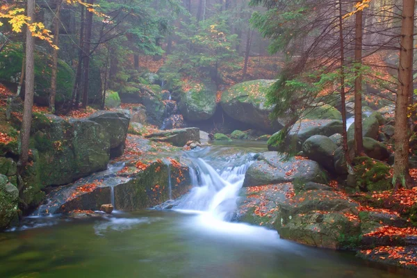 Autumn stream in the forest in misty day — Stock Photo, Image