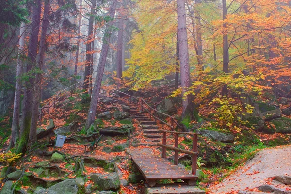 Sonbahar orman sahne — Stok fotoğraf