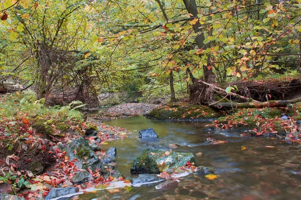 Cours d'eau d'automne dans la forêt par temps ensoleillé — Photo