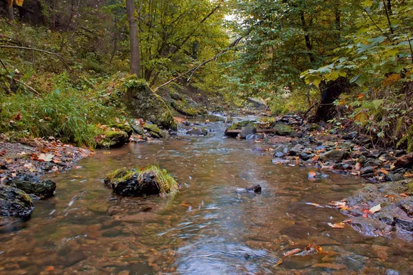 Autumn stream in the forest in sunny day — Stock Photo, Image