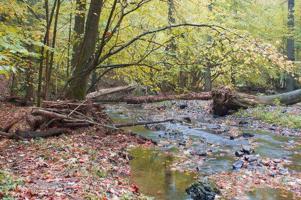 Autumn stream in the forest in sunny day — Stock Photo, Image