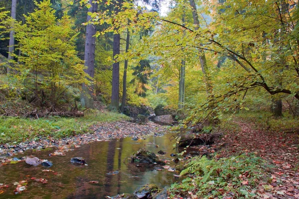 Flusso autunnale nella foresta nella giornata di sole — Foto Stock