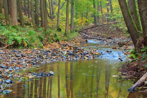 Fluxo de outono na floresta em dia ensolarado — Fotografia de Stock