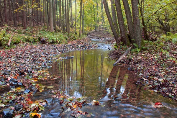 Autumn stream in het woud in zonnige dag — Stockfoto