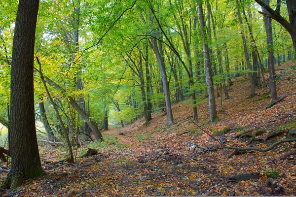 Φθινόπωρο δάσος σκηνή — Φωτογραφία Αρχείου