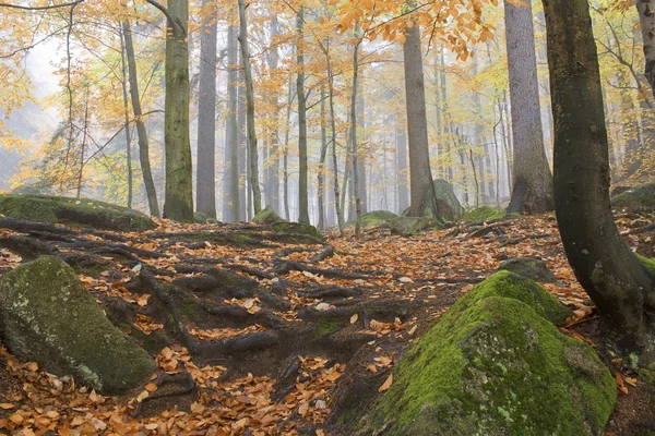Φθινόπωρο δάσος σκηνή Εικόνα Αρχείου