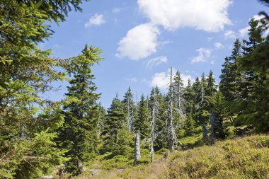 Çevre kirliliğinin - ölü bir ağaç efekti