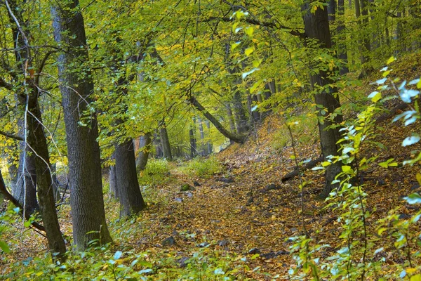 Autumn forest scene — Stock Photo, Image