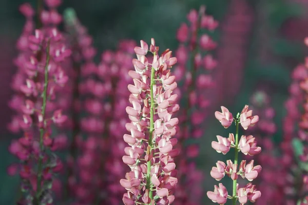 Wild lupines — Stock Photo, Image