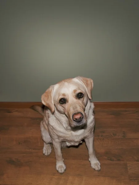 Retrato Labrador — Fotografia de Stock