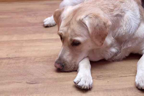 Labrador brilhante está dormindo — Fotografia de Stock