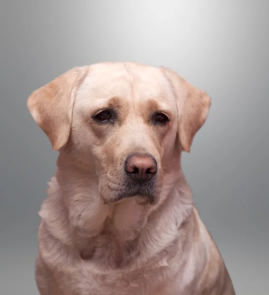 Retrato Labrador — Fotografia de Stock