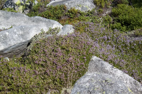 Blooming purple heather — Stock Photo, Image