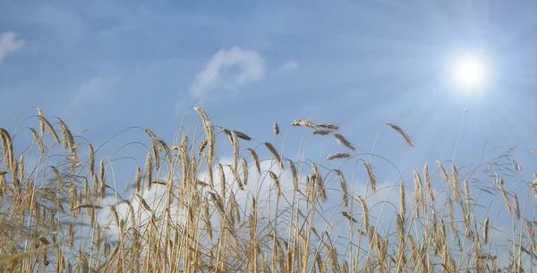 Weizenfeld und blauer Himmel — Stockfoto