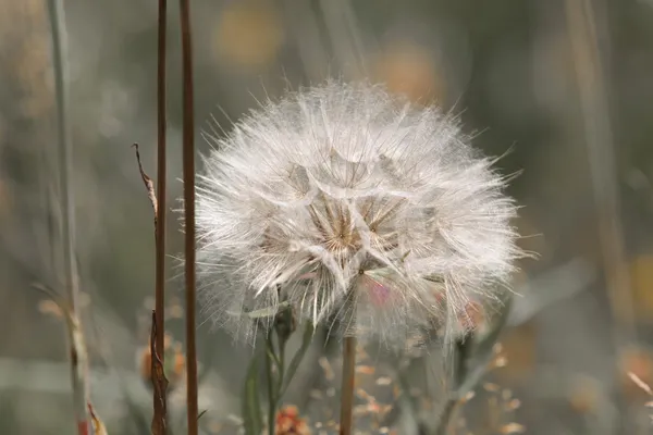 Dandelion flower — Stock Photo, Image