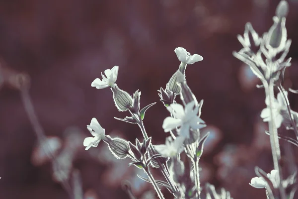 Pradera floreciente — Foto de Stock