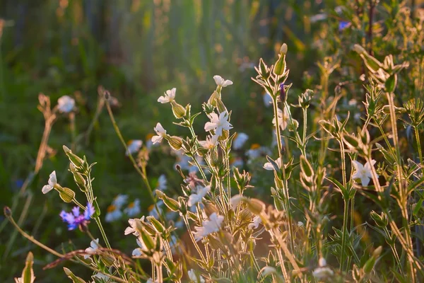 Pradera floreciente — Foto de Stock