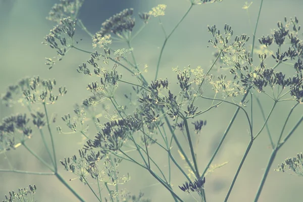 Flowering meadow — Stock Photo, Image