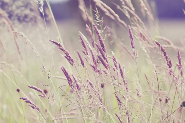 Flowering Meadow — Stock Photo, Image