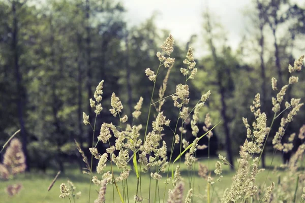 Bloeiende weide — Stockfoto